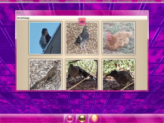 pages/bird screenshot