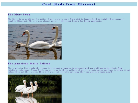 birds screenshot