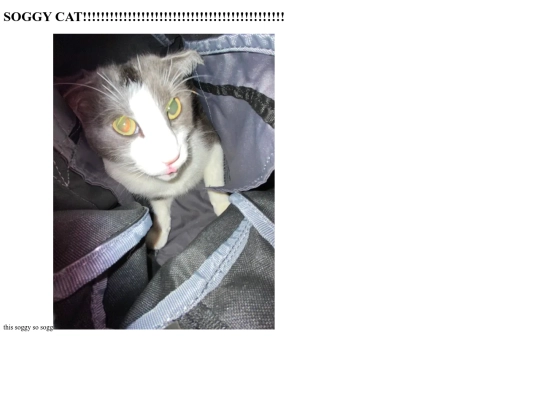soggycat screenshot