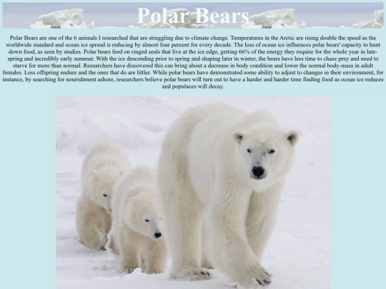 polarbears screenshot