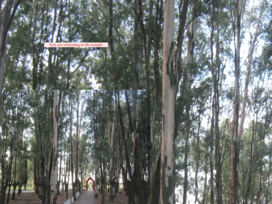 elders4 screenshot
