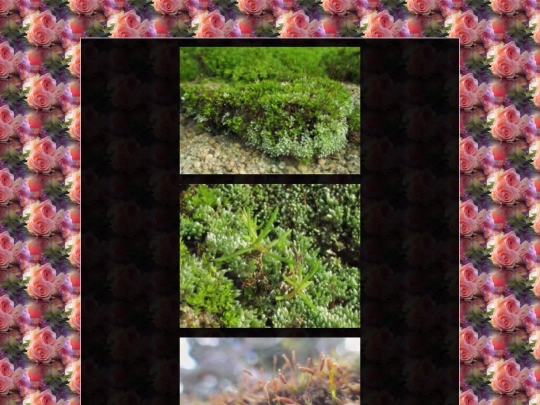 garden/mosses screenshot