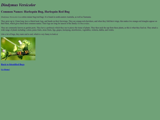 Dindymus_versicolor screenshot