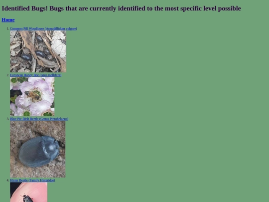 identified_bugs screenshot