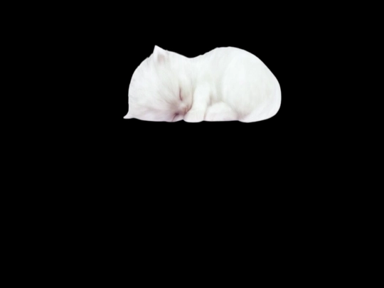 cat screenshot
