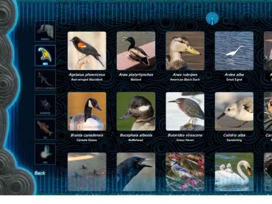 animals/birds screenshot