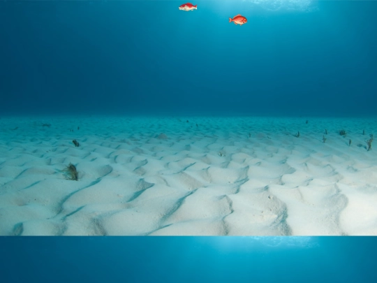 secrets/aquarium screenshot