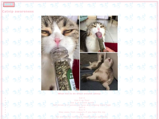 Cat screenshot