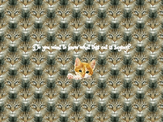 cat screenshot