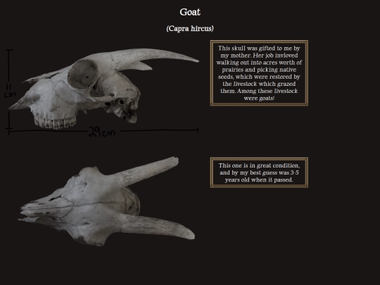 bonecollection/goat screenshot