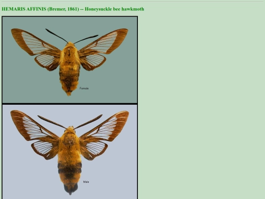 china/h_aff screenshot