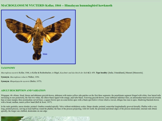 china/m_nyc screenshot