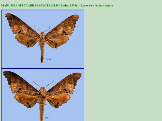 china/m_spe screenshot
