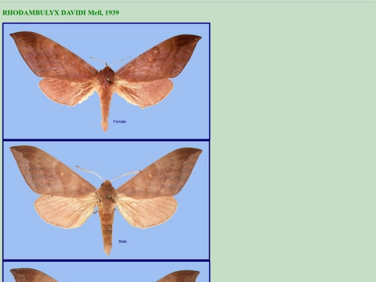 china/r_dav screenshot