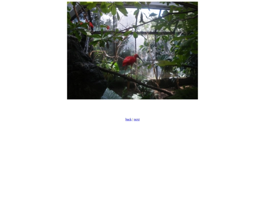 birdie screenshot