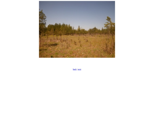 daisies screenshot