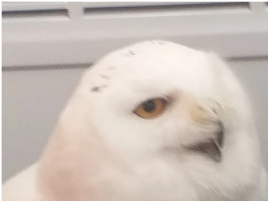 pages/posts/owls_20250415_summary screenshot