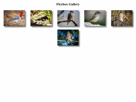 Web Design Class/IST4654 Web Example/FlexBox Example/8.1 - FlexBox/birds screenshot