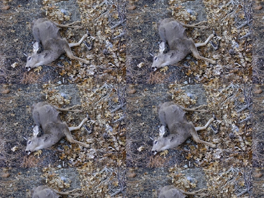 wolves3 screenshot