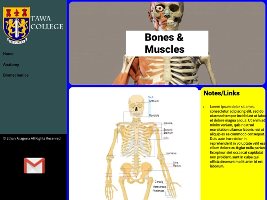 1.8Website/BonesMuscles screenshot