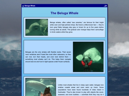 beluga screenshot