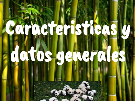 Caracteristicas screenshot
