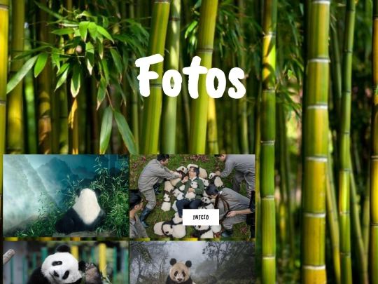 Fotos screenshot