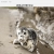 A cute seal avatar