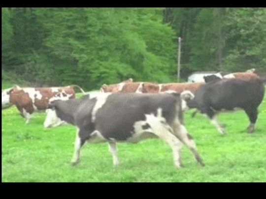 cow screenshot