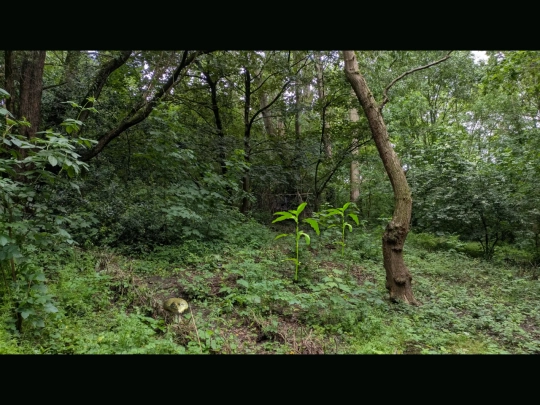 cottageforestgrove screenshot