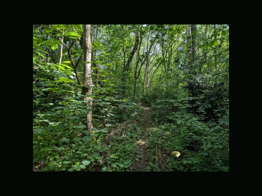 cottageforestpath screenshot