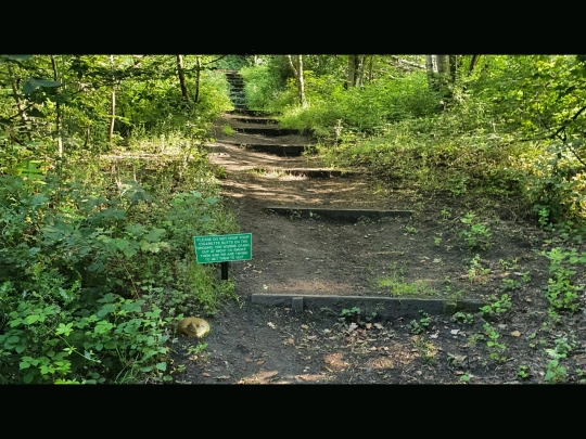 foreststeps screenshot