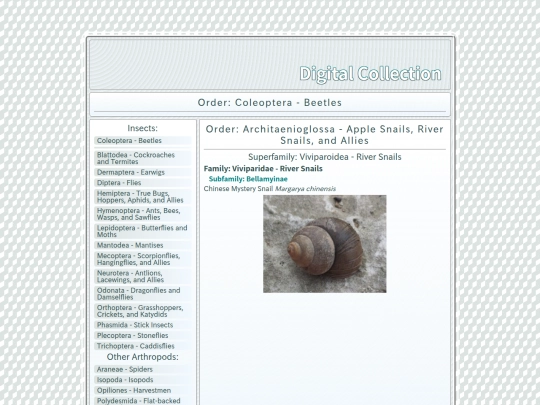Architaenioglossa screenshot