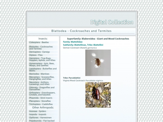 Blattodea screenshot