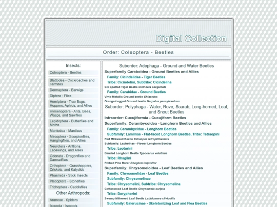 Coleoptera screenshot