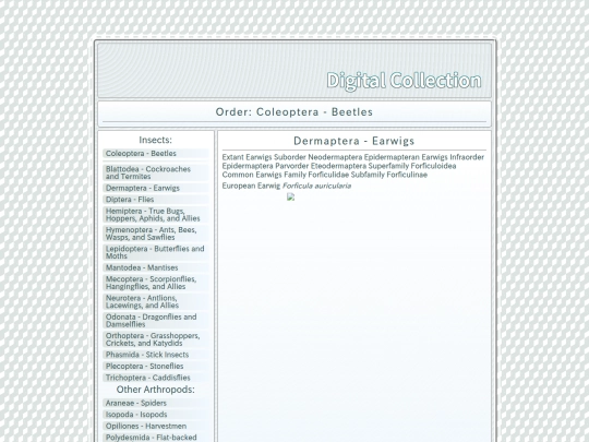 Dermaptera screenshot
