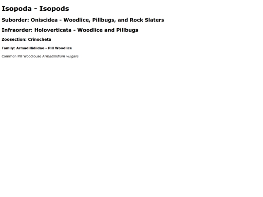 Isopoda screenshot