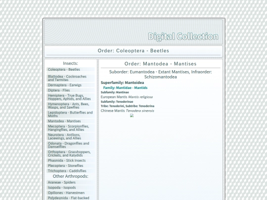 Mantodea screenshot