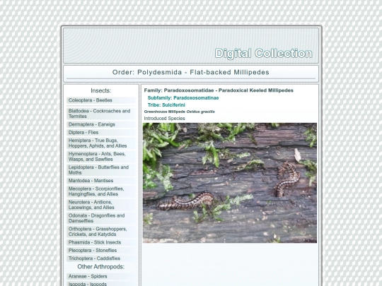 Polydesmida screenshot