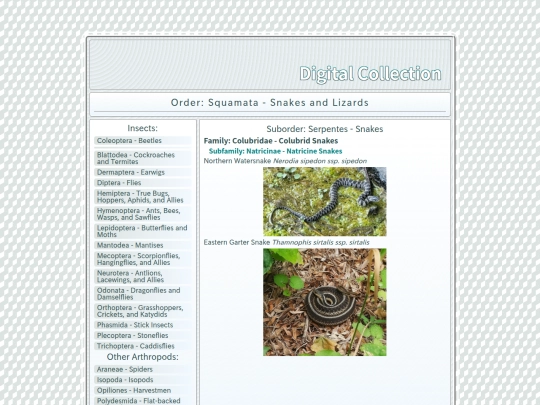 Squamata screenshot