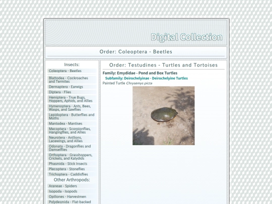 Testudines screenshot