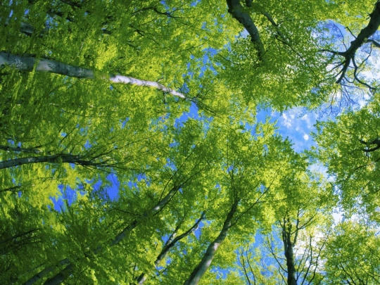 forest screenshot