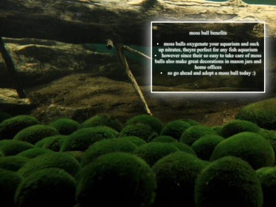 whymoss screenshot