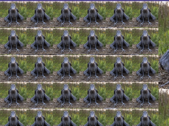 him screenshot