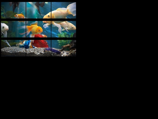 Fish screenshot