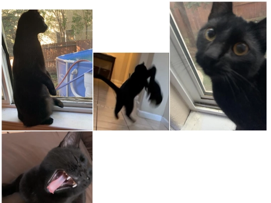 KITTYKAT screenshot