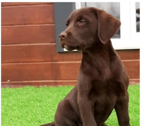 AllAboutPuppies screenshot