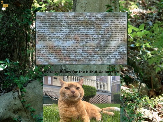 pets/kitkat screenshot