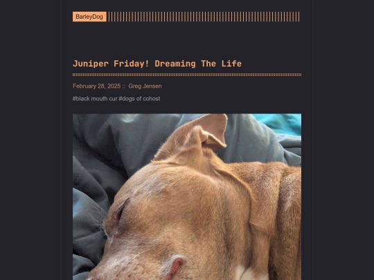 barleydog/post/juniper-friday-dreaming-the-life screenshot