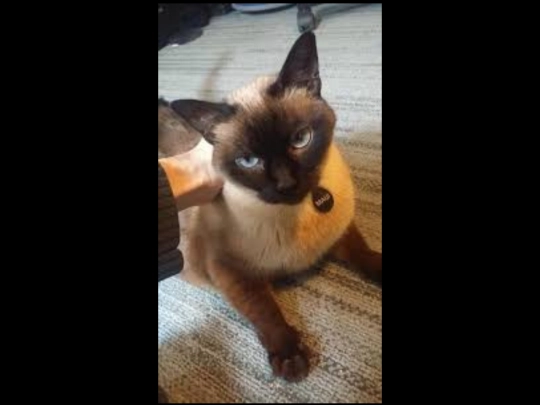 cat screenshot